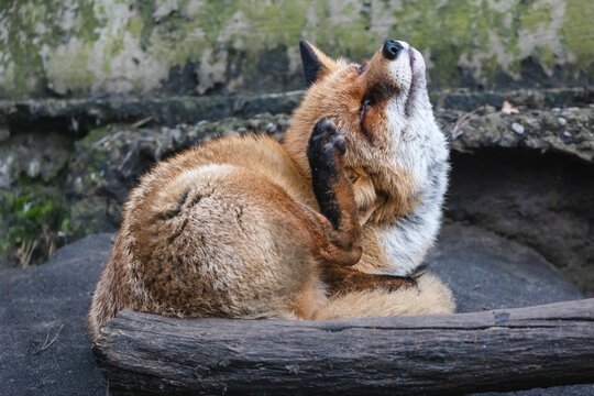 Fluffy red fox scratching its head. Furry fox with dense reddish-rusty fur lying on the ground behind a log.