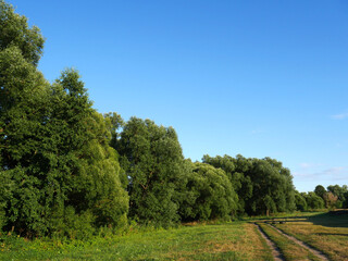 Summer landscape with green grass and blue sky. Country road and trees. Clear day