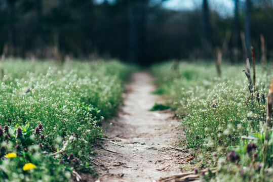 Soft Focus Of A Narrow Dirt Path Through A Field Of Beautiful Flowers In Spring