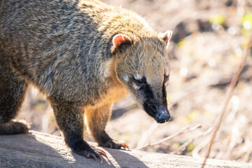 South American close-up portrait. Furry ring-tailed coati (Nasua nasua) with long black snout on the dry log with light blurry background.