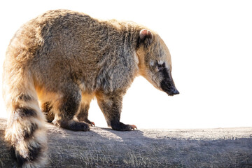South American coati isolated on white. Ring-tailed coati (Nasua nasua) with long snout and fluffy tail on the dry log with white background.