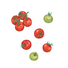 ミニトマト / Cherry tomato 手描きイラスト