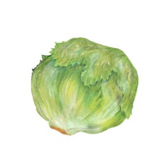 レタス / lettuce 手描きイラスト