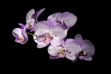 Phalaenopsis sanderiana orchid isolated on black. Blooming moth orchids branch with light pink flower petals with black background.