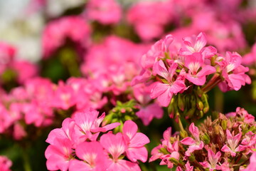 Fototapeta premium Beautiful pink geranium flower blossom in a garden, Spring season, Nature background