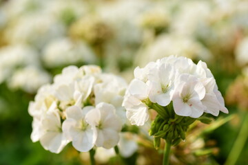 Beautiful white geranium flower blossom in a garden, Spring season, Nature background