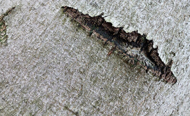 Closeup shot of a scar on the surface of tree bark