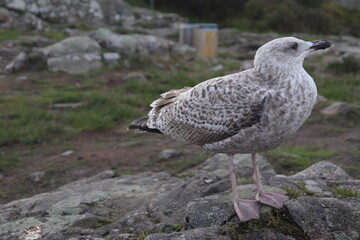 seagull pigeon on rock