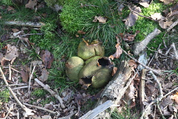 mysterious green things