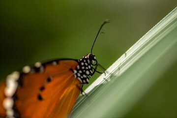 beautiful butterfly on a large green leaf