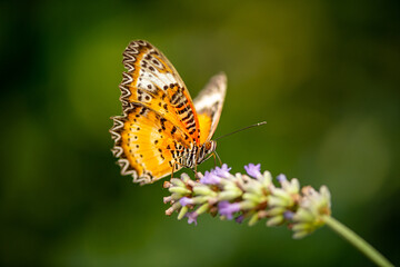 beautiful butterfly on a flower close up