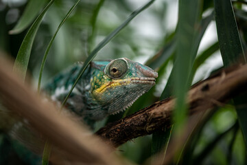 chameleon on a branch among palm leaves