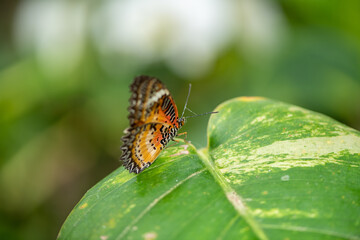 beautiful butterfly on a large green leaf