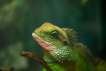 large green lizard on a dark green background