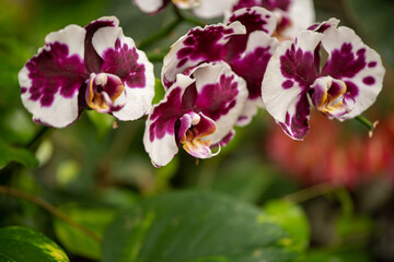 Obraz premium beautiful tropical plants in a botanical garden