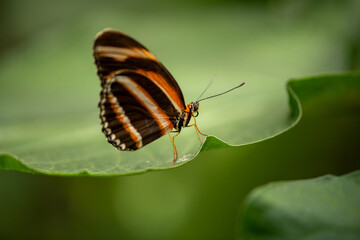 Fototapeta na wymiar beautiful butterfly on a large green leaf