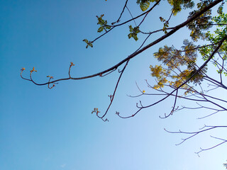 Trees in spring Sky background