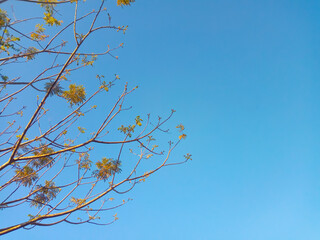 Trees in spring Sky background