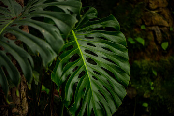 beautiful tropical plants in a botanical garden