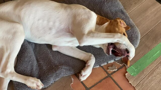 犬が前足で顔をかくしぐさ