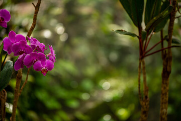 beautiful tropical plants in a botanical garden
