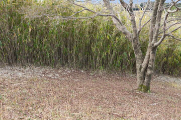 登山道にある笹の群生	