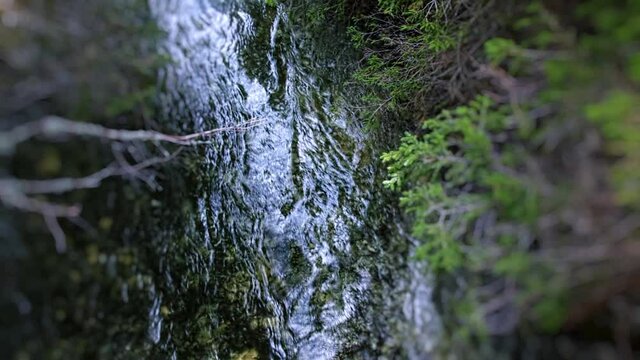 water stram in the forest
