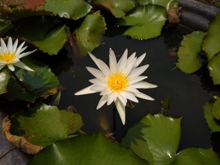 water lilies (Nymphaeaceae) flower in the pond close-up view