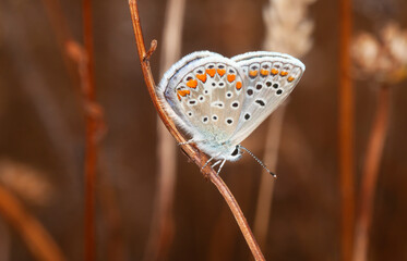 Polyommatus celina. Pequeña y bonita mariposa de la familia Lycenidae con manchas de color naranja, blanco y negro en sus alas posada sobre la vegetación seca.