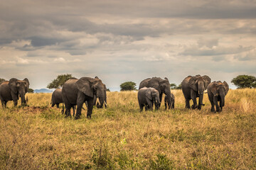 View Of A Herd Of Elephants Walking On A Landscape