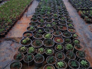 Fototapeta premium Haworthiopsis limifolia plants in the garden