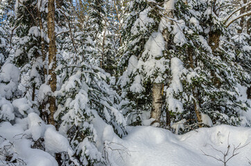 Winter forest
