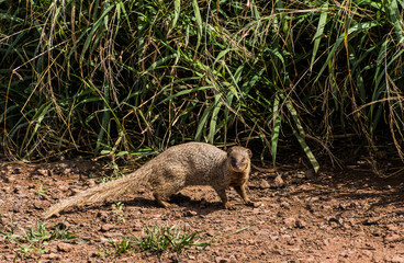 The Invasive Mongoose (herpestes javanicus) at Papanalohoa Point, Maui, Hawaii, UISA