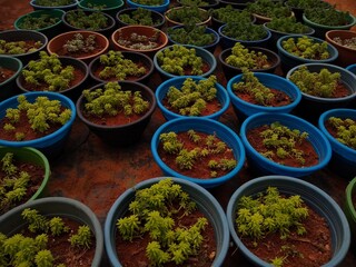 potted plants, carpet sedum (Sedum lineare) plants in a nursery