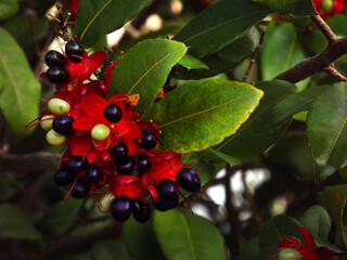 red berries on a tree