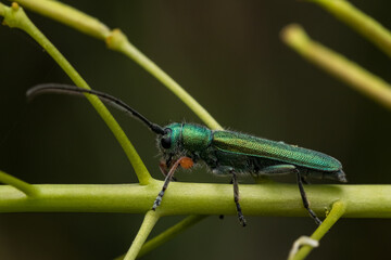 Selective focus shot of a cuckoo wasp on a stem of a plant