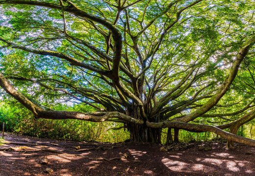 Banyan Tree Hawaii Images – Browse 678 Stock Photos, Vectors, and Video |  Adobe Stock