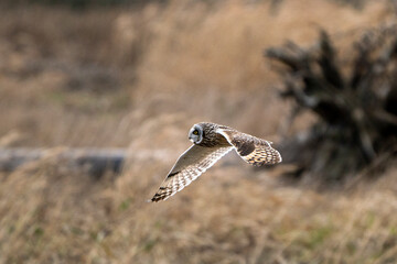 Short-eared Owl in Flight