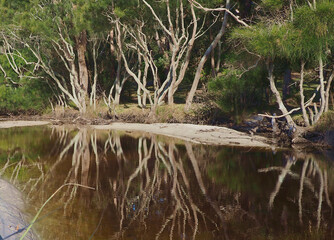 Creek Reflctions