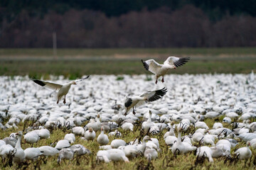 Flock of Snow Geese