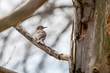Northern Flicker