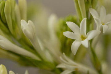 Fototapeta premium Selective focus Macro photography of a white flower with green buds 