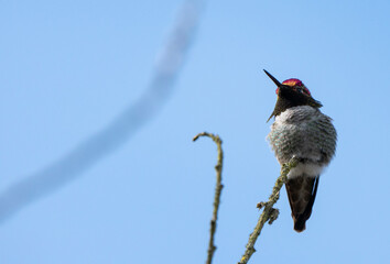 Anna's Hummingbird