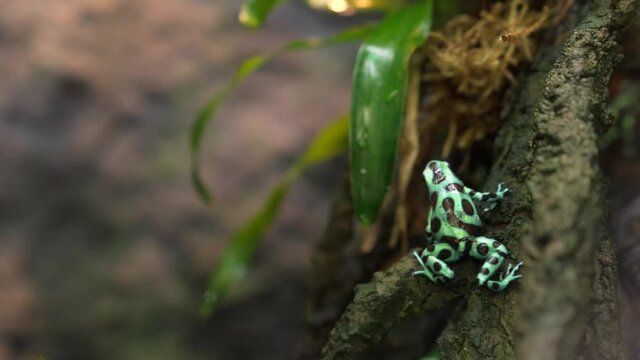 This video features a Dendrobates auratus (green and black poison frog) hopping and leaping up a branch.