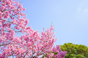 陽光桜　青空背景