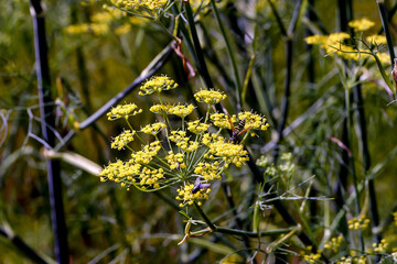 Yellow flower of a Fennel in summer - Foeniculum vulgare - Bavaria, Germany, Europe