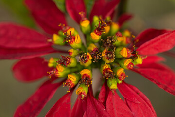 Close up Macro shot of a red flower with vibrant colors blooming
