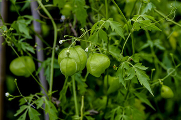 Still unripe (green) fruits of the balloon plant or love in a puff - Cardiospermum halicacabum – in early summer, Bavaria, Germany, Europa
