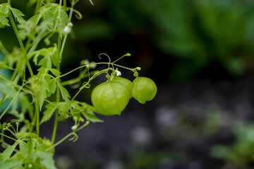 Fototapeta premium Still unripe (green) fruits of the balloon plant or love in a puff - Cardiospermum halicacabum – in early summer, Bavaria, Germany, Europa