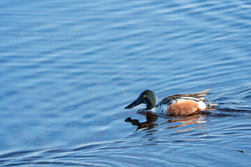 Northern Shoveler 